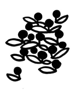 IUMARA